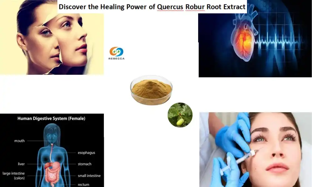 Discover the Healing Power of Quercus Robur Root Extract